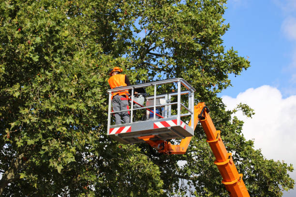 How Our Tree Care Process Works  in  South Temple, PA